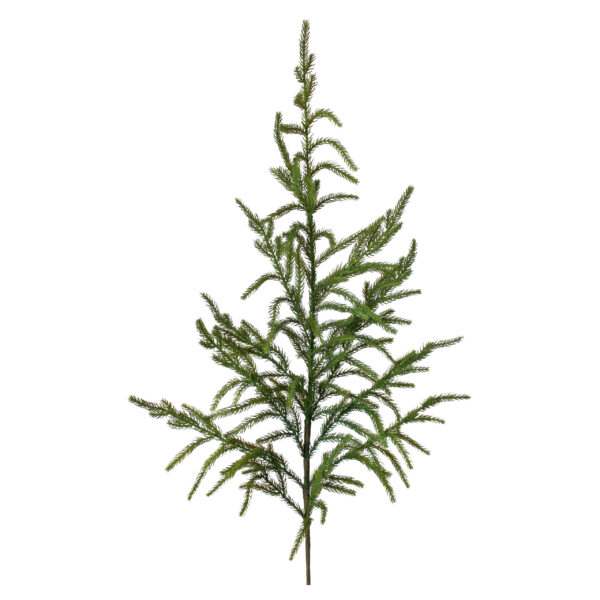 Natural Norfolk Pine
