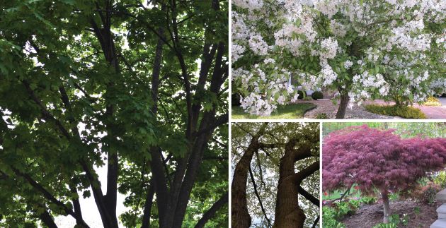 Benefits of Planting a Tree