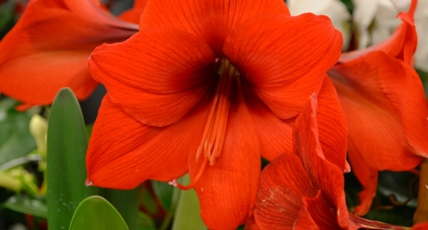 Gifts for Gardeners