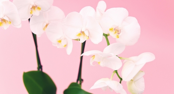 Orchid Festival