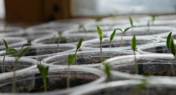 New Botanical Interests Seed Varieties