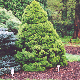 Dwarf Alberta Spruce #3 gallon pot