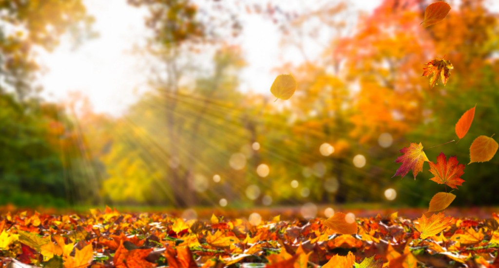 Time for Fall Clean-Up