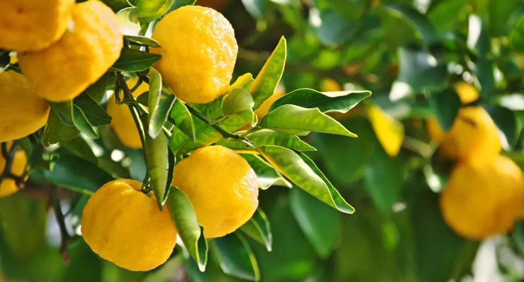 Citrus Care 101