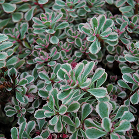 Tricolor Stonecrop 3.25"/pint pot