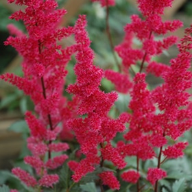 Fanal Astilbe #1.5 gallon pot