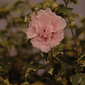 Sugar Tip Rose of Sharon #5 gallon pot - Proven Winners