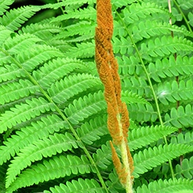 Cinnamon Fern #1 gallon pot