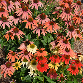 Cheyenne Spirit Coneflower #2 gallon pot