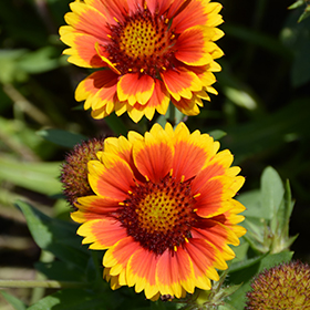 Arizona Sun Blanket Flower #2 gallon pot