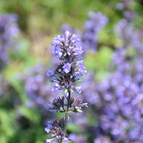 Cat's Pajamas Catmint #1.5 gallon pot - Proven Winners