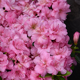 Rosebud Azalea #3 gallon pot