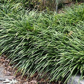 Big Blue Lily Turf #1 gallon pot
