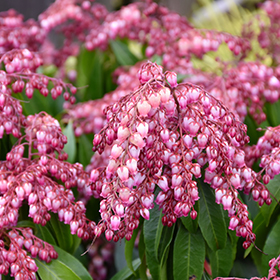 Katsura Japanese Pieris #3 gallon pot