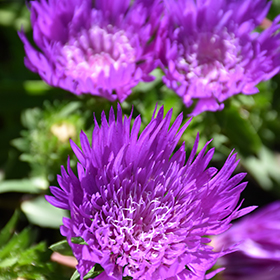 Honeysong Purple Aster #1 gallon pot
