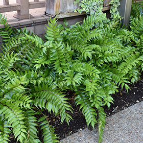 Japanese Holly Fern #1 gallon pot