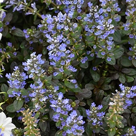 Chocolate Chip Bugleweed #1 gallon pot