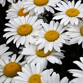 Snowcap Shasta Daisy #1.5 gallon pot