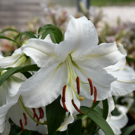 Casa Blanca Lily #3 gallon pot