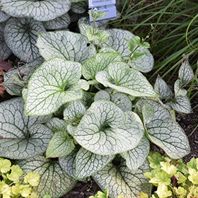 Queen of Hearts Bugloss #1.5 gallon pot - Proven Winners