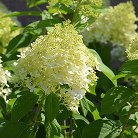 Limelight Hydrangea #1.5 gallon pot - Proven Winners
