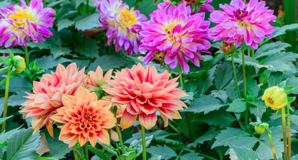 What’s New: Summer-flowering Bulbs for 2022