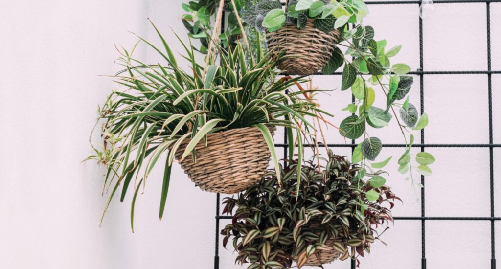 House Plants for Healthy Living: May