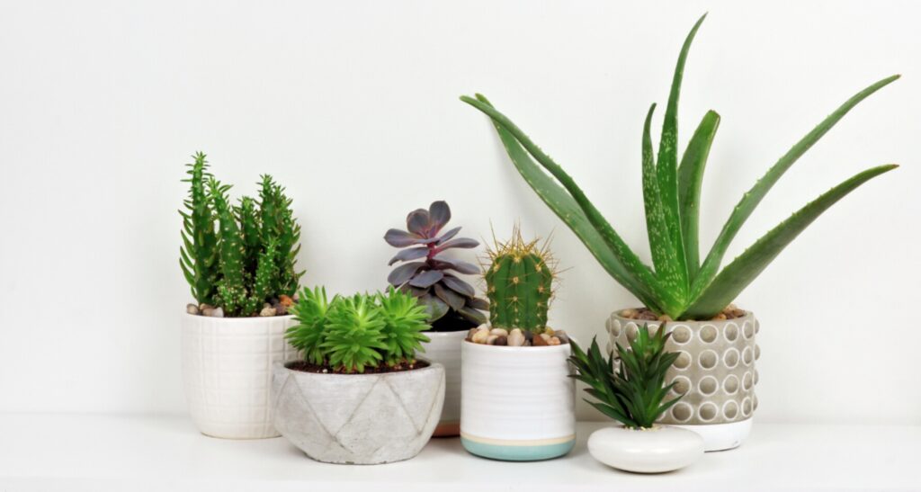 House Plants for Healthy Living: June