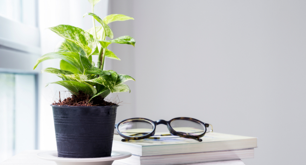 House Plants for Healthy Living: September